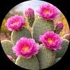 cactusdawn